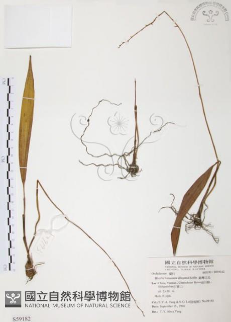 臺灣白及藏品圖，第1張