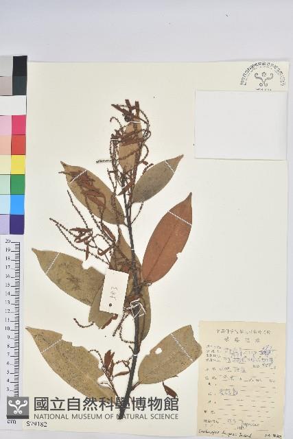 火燒柯、栲樹藏品圖，第1張