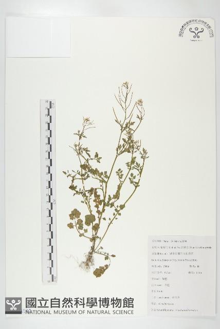 碎米薺藏品圖，第1張