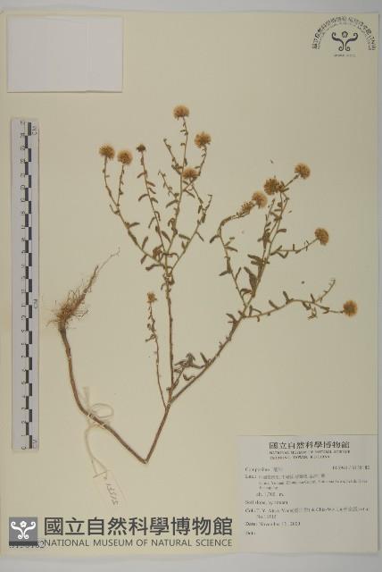 登錄號:S138182藏品圖，第1張