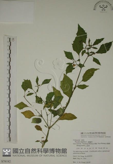 燈籠草藏品圖，第1張