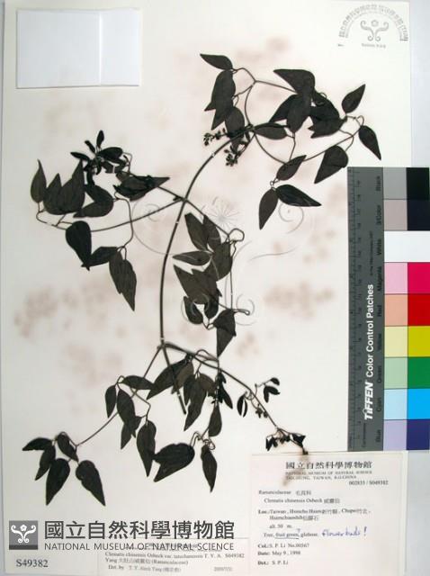 大肚山威靈仙藏品圖，第1張