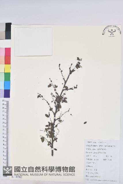 青灰葉下珠藏品圖，第1張