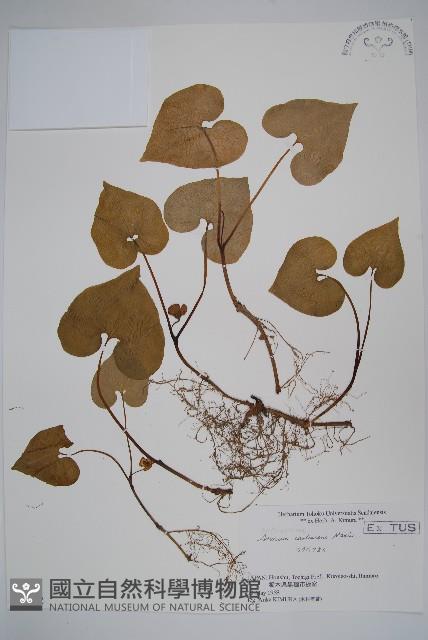 雙葉細辛藏品圖，第1張