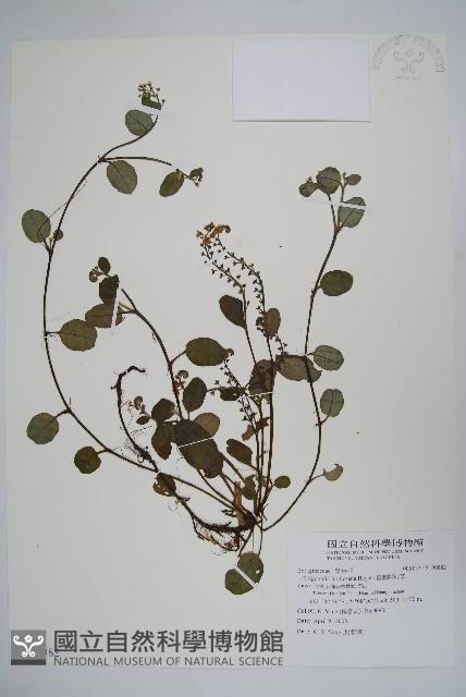 臺灣附地草藏品圖，第1張