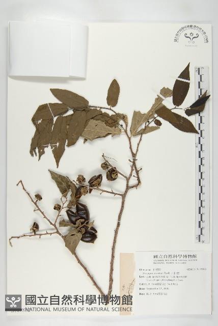 山柿樹藏品圖，第1張