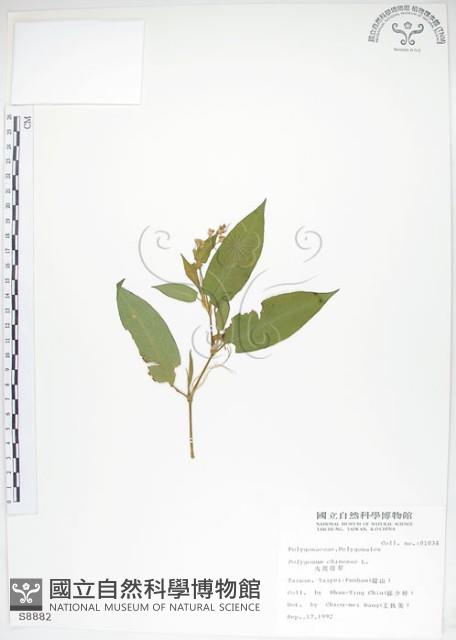 火炭母草、清飯藤藏品圖，第1張