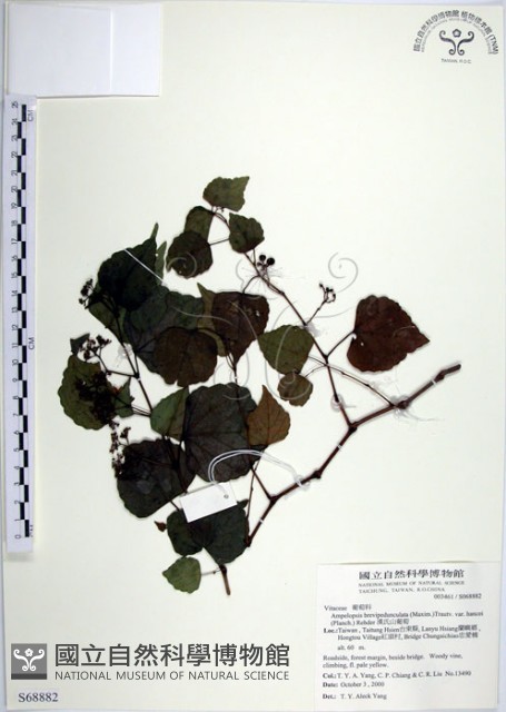 漢氏山葡萄藏品圖，第1張