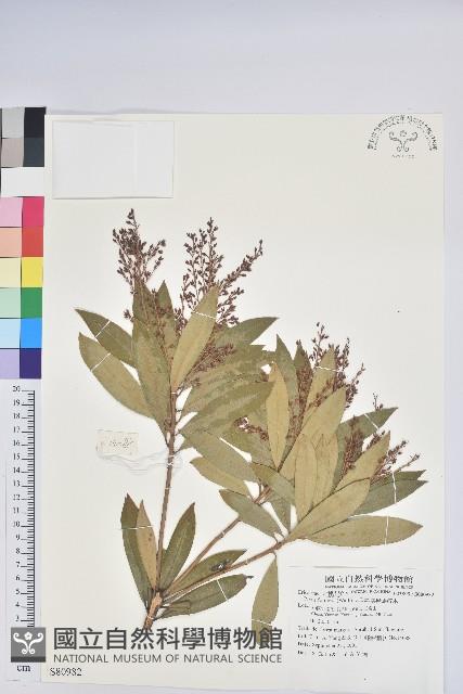 美麗馬醉木藏品圖，第1張