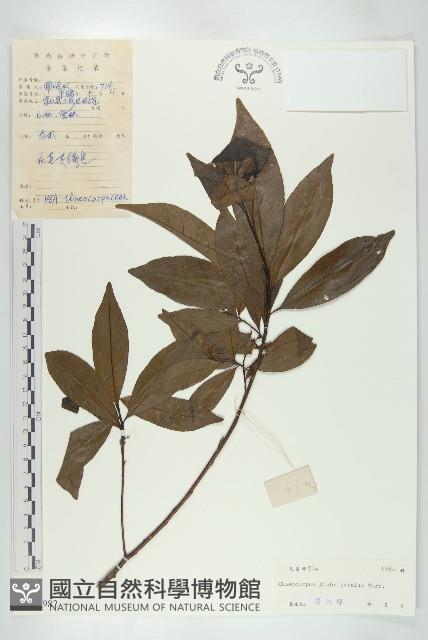 禿瓣杜英藏品圖，第1張