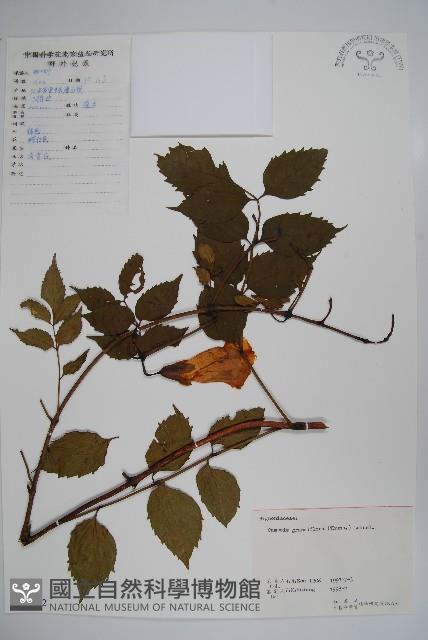 紫葳, 凌霄花藏品圖，第1張