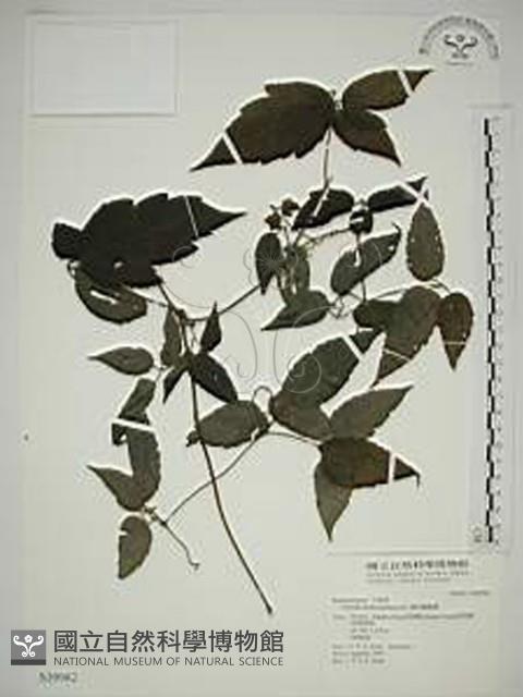 Accession Number:S039982 Collection Image, Figure 1, Total 2 Figures