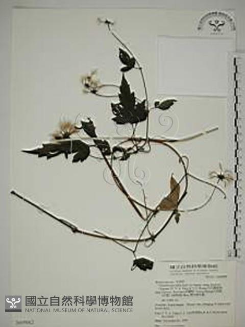 巴氏鐵線蓮藏品圖，第1張