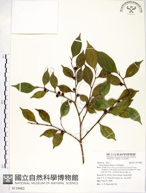 菲律賓榕藏品圖，第1張