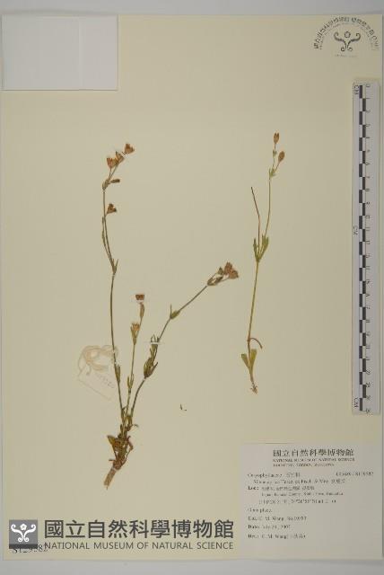 女婁菜藏品圖，第1張