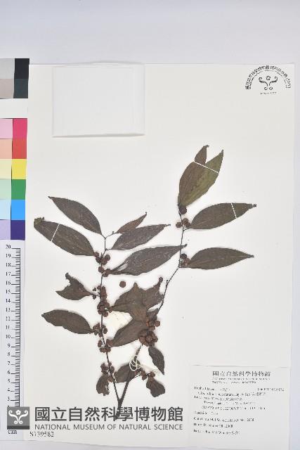 披針葉饅頭果藏品圖，第1張