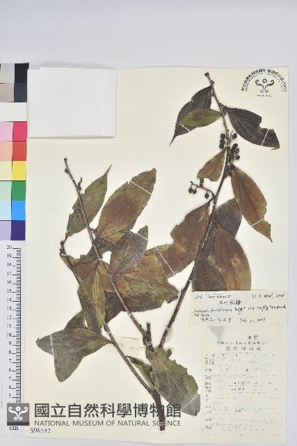 尾葉越橘藏品圖，第1張