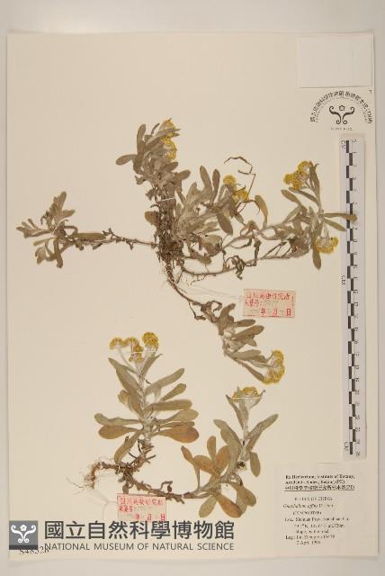 木瓜藏品圖，第1張