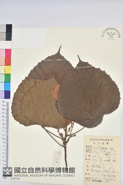 鼎湖血桐藏品圖，第1張