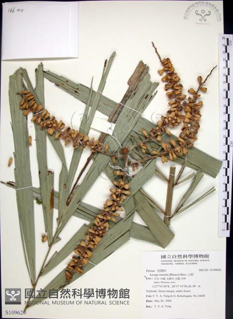 山棕藏品圖，第1張