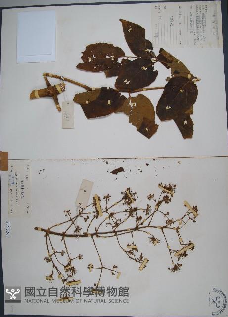 Decaisne angelica tree Collection Image, Figure 1, Total 2 Figures