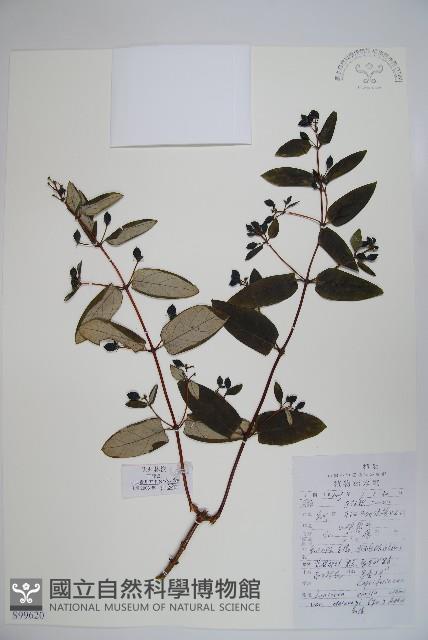 吊子金銀花藏品圖，第1張