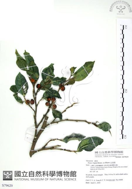 白肉榕、島榕藏品圖，第1張