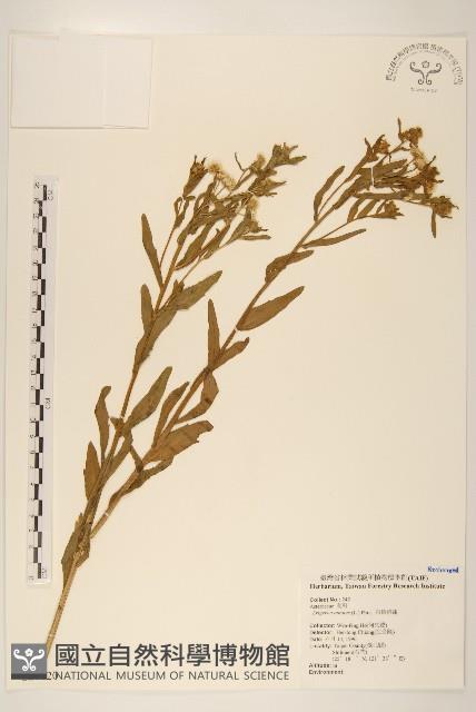 白頂飛蓬藏品圖，第1張