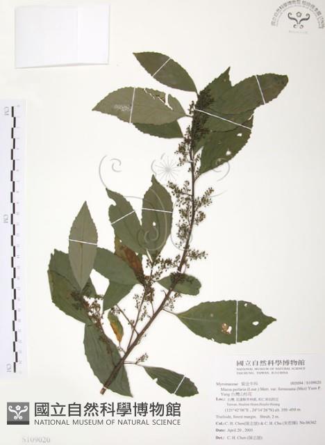 台灣山桂花藏品圖，第1張