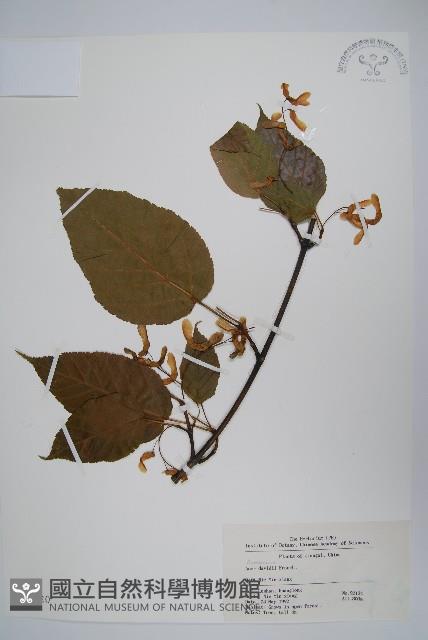 青榨槭藏品圖，第1張