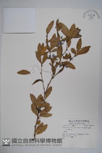 粉葉小檗藏品圖，第1張