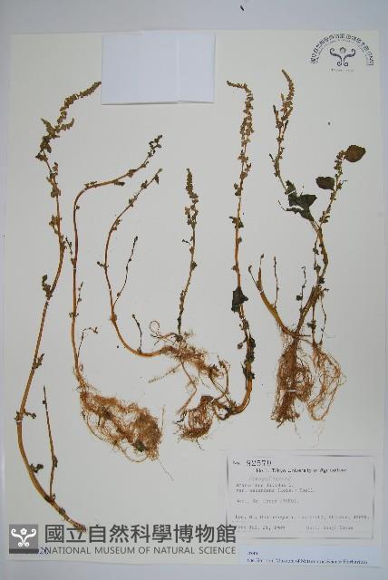 登錄號:S128020藏品圖，第1張