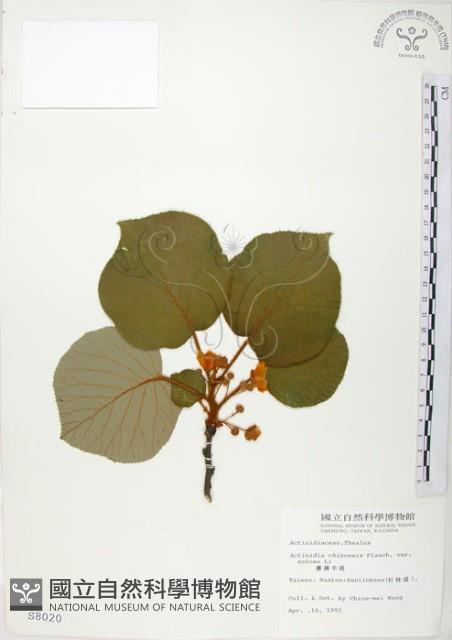 臺灣羊桃藏品圖，第1張