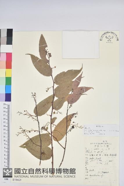 硬毛白珠藏品圖，第1張