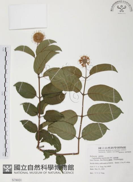 風箱樹藏品圖，第1張