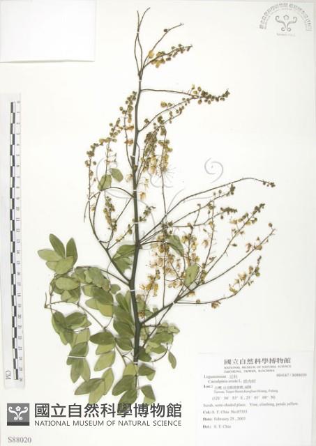 搭肉刺藏品圖，第1張