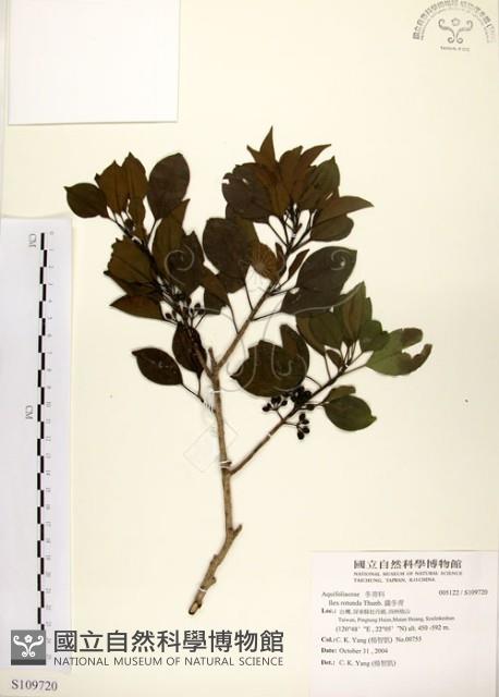 鐵冬青藏品圖，第1張