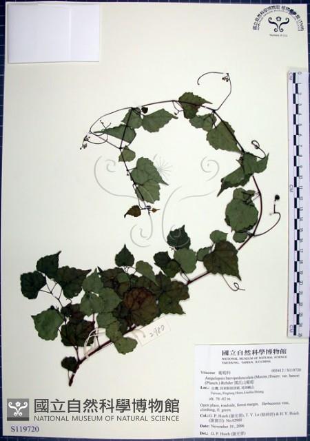 漢氏山葡萄藏品圖，第1張