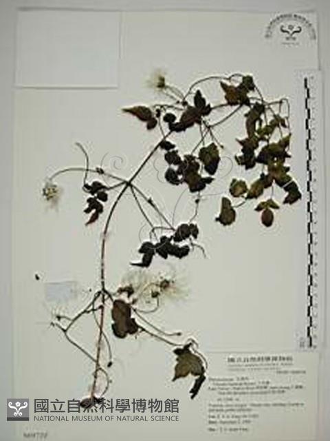 小木通藏品圖，第1張