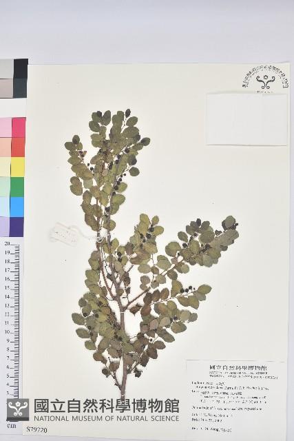 紅仔珠藏品圖，第1張