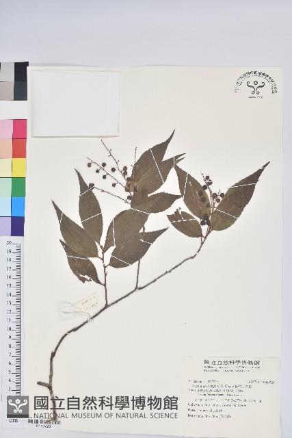 鞍馬山越橘藏品圖，第1張