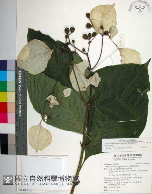 大葉玉葉金花藏品圖，第1張