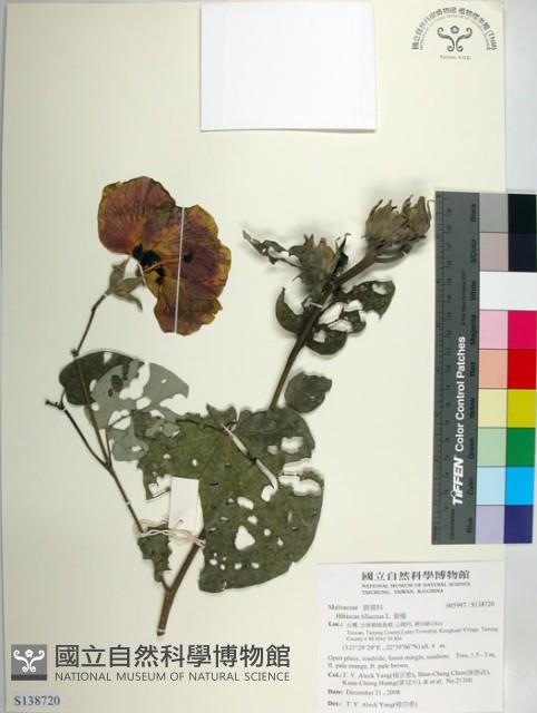 黃槿藏品圖，第1張