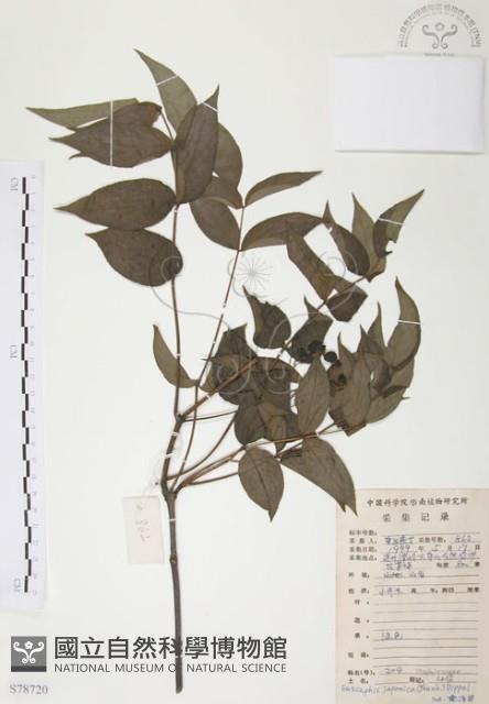 灰色木藍藏品圖，第1張