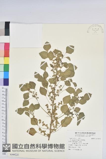 印度鐵莧藏品圖，第1張