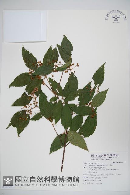 紅子莢迷藏品圖，第1張