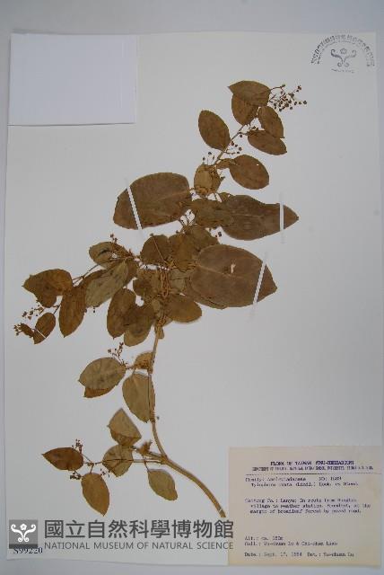 鷗蔓藏品圖，第1張