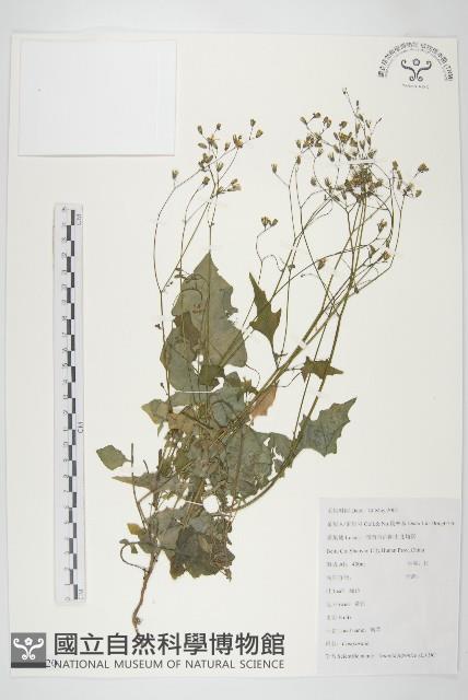 黃鵪菜藏品圖，第1張