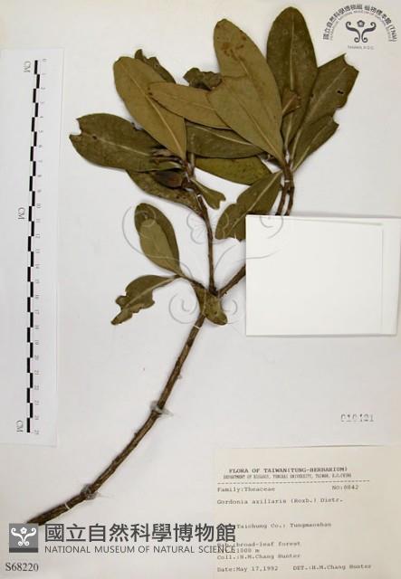 大頭茶藏品圖，第1張