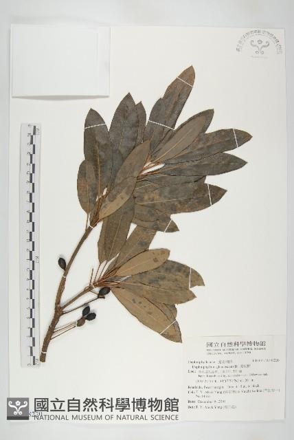 虎皮楠藏品圖，第1張